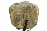 Fossil Ornithischian Dinosaur Vertebra with Metal Stand - Colorado #354322-4